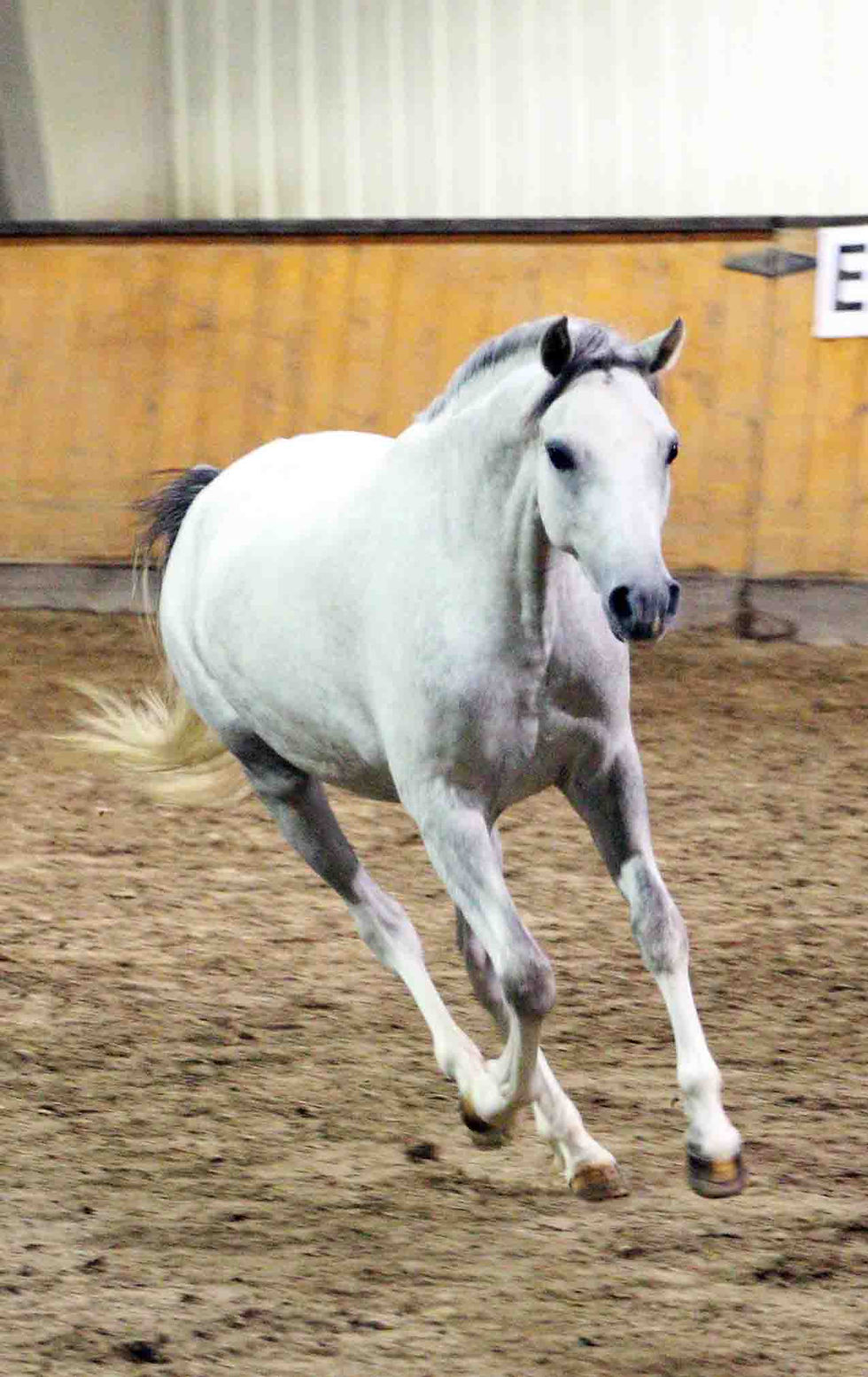 Alvesta Caelia (3 yrs)