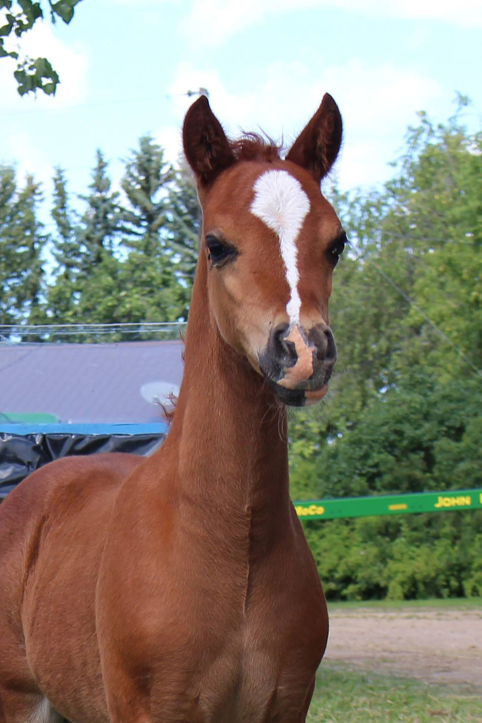 Alvesta Loki