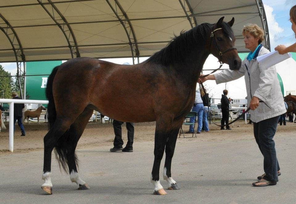 Alvesta La Caramelo