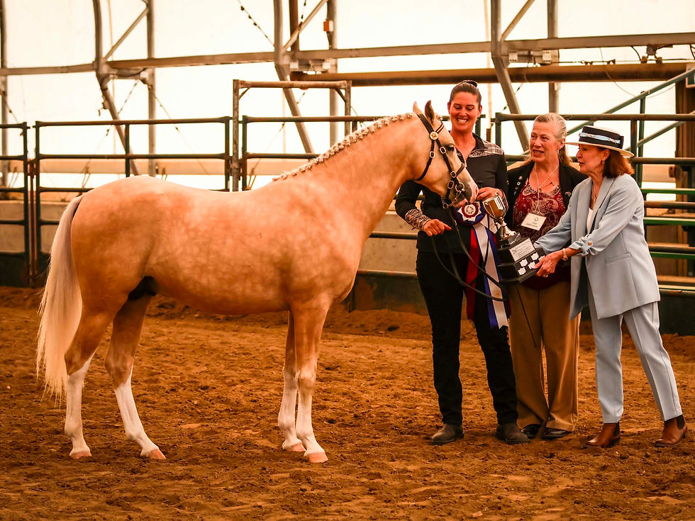 Bridlewood Show Business