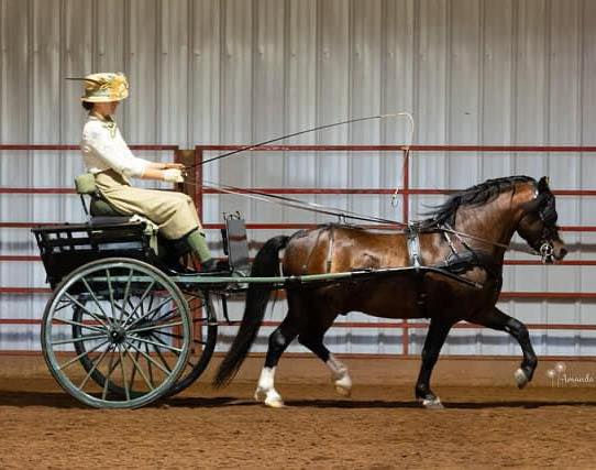 Alvesta Brenin Arthur_9 years