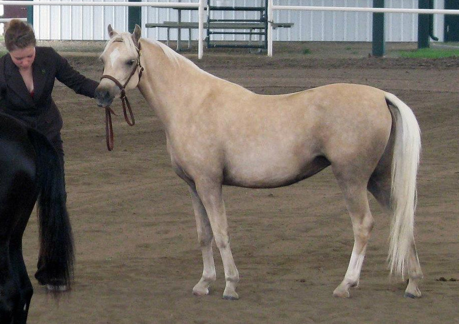 Alvesta Lotus Blossom (2 yrs old) before going to Virginia.