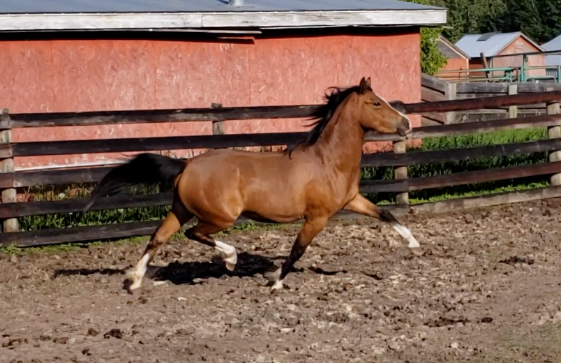 Alvesta Audelia - 3 years