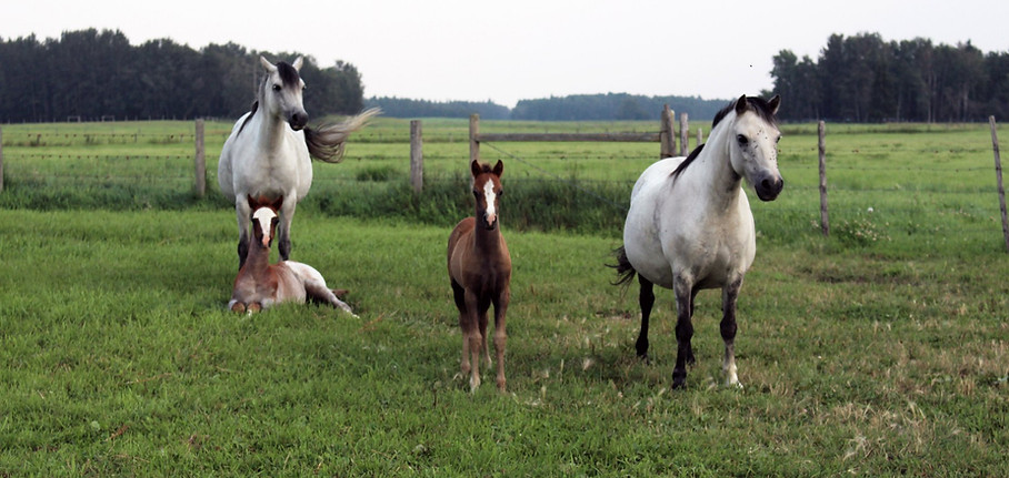 Alvesta Caris & Fairy Lustre & 2018 foal