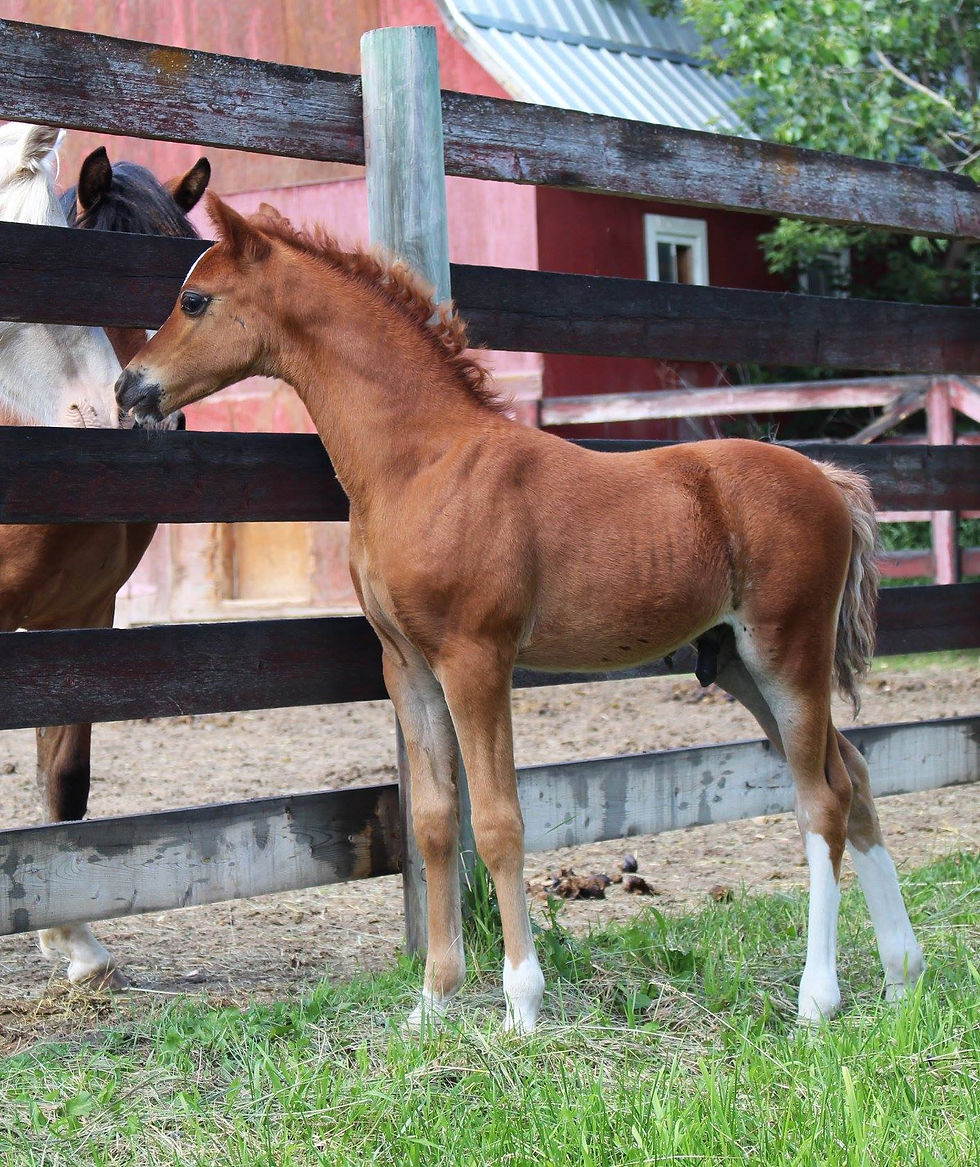 Alvesta Loki