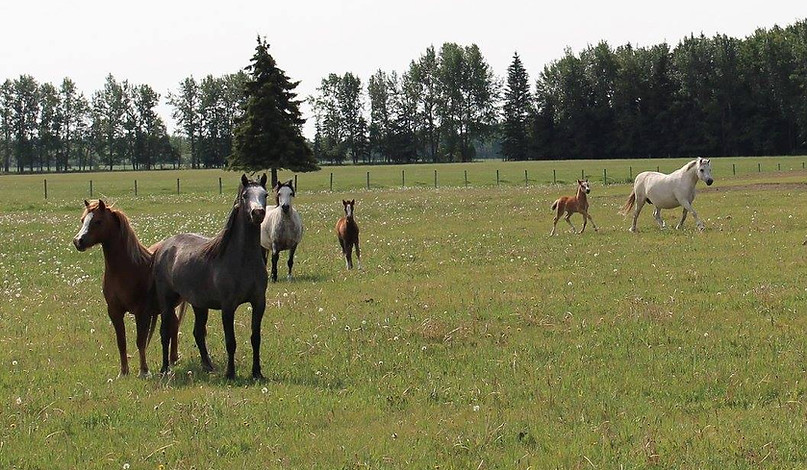 The Alvesta herd in 2015
