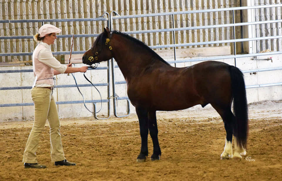 Alvesta Brenin Arthur_2020