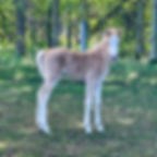 3 days old