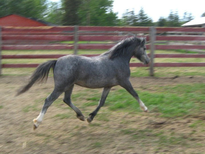 Alvesta Swyn