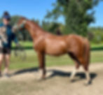 yearling