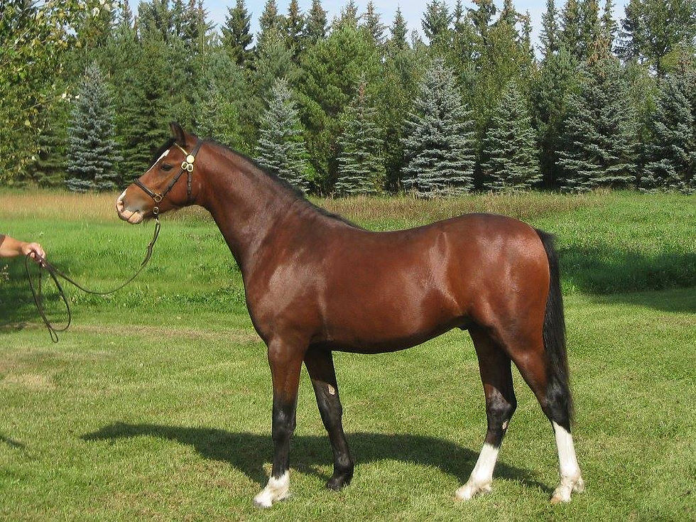 Alvesta Thaddeus, yearling