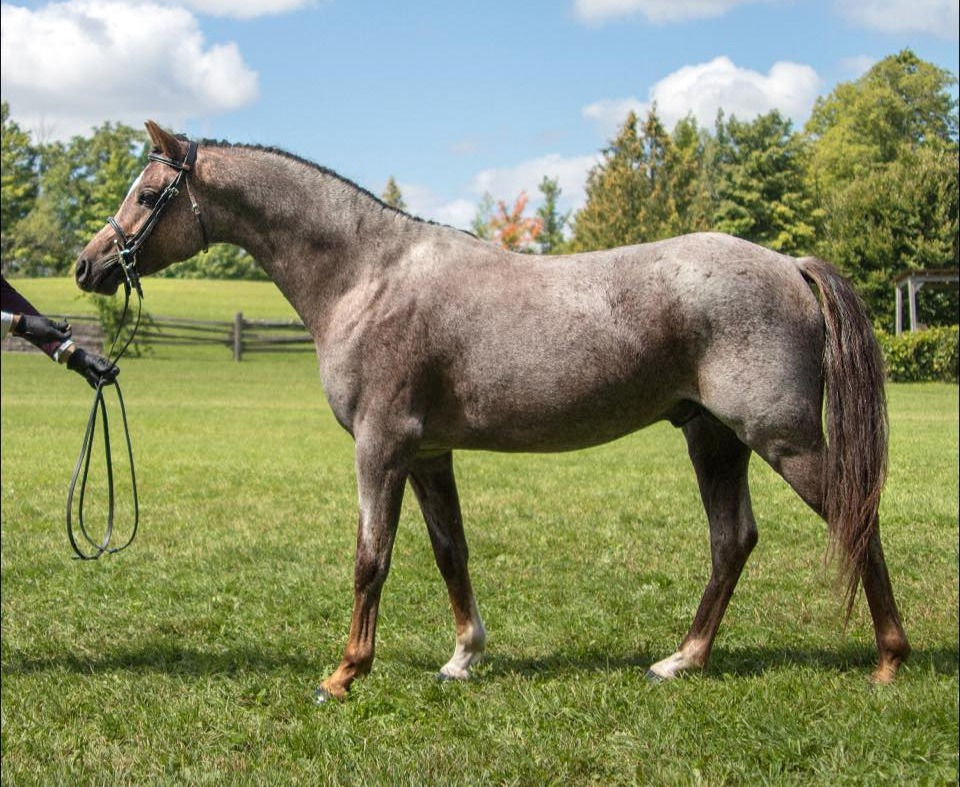 Alvesta Valentino_5 yrs