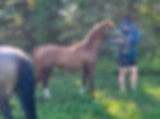 yearling