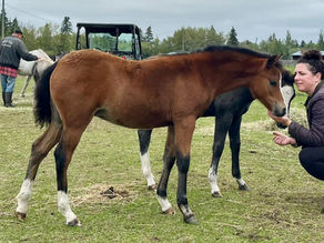 2025 Alvesta Foals