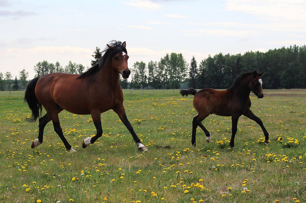 Alvesta Sweet N Spicy & Tobias