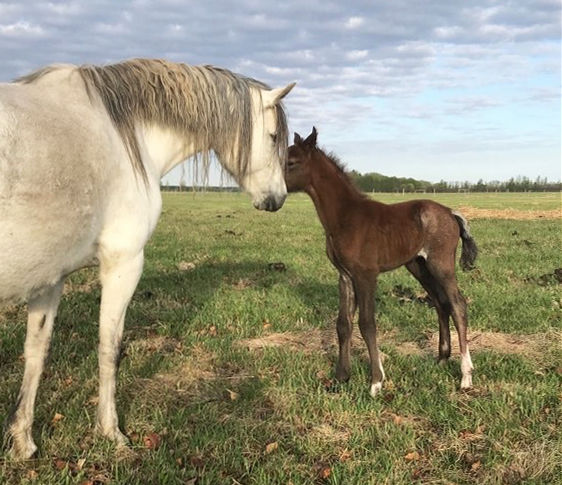 Fairy Lustre foal - first day