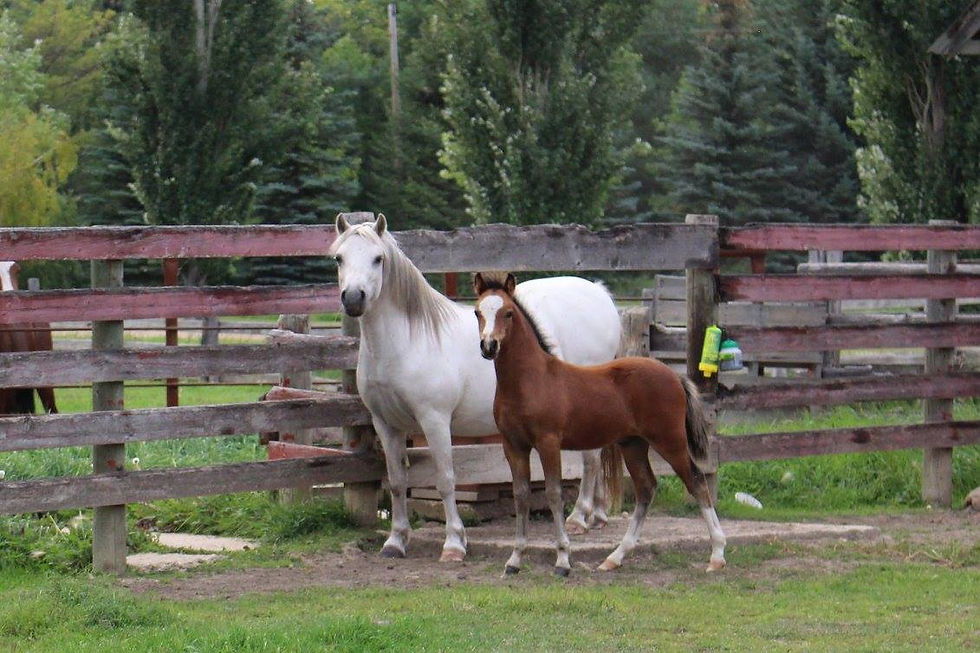 Alvesta Brenin Arthur