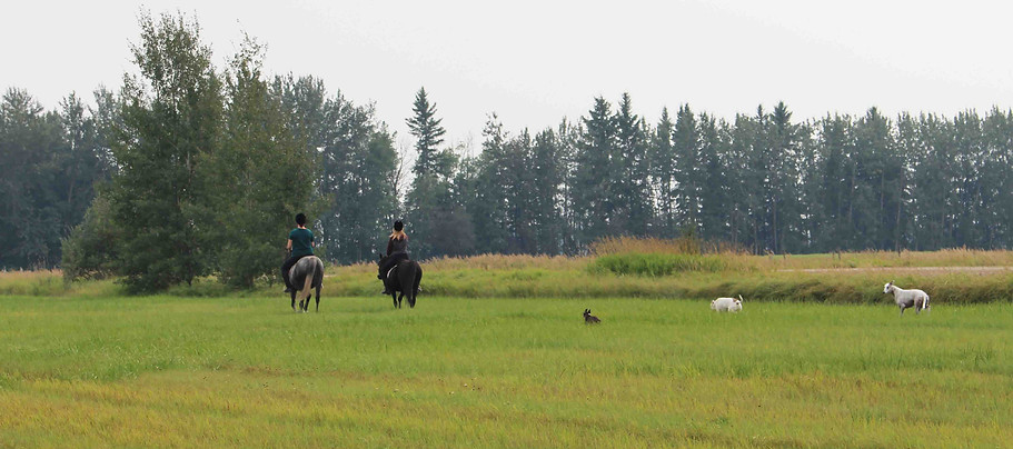 The riding mares, 2018