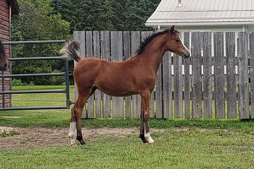 Alvesta Morning Glory_4 months