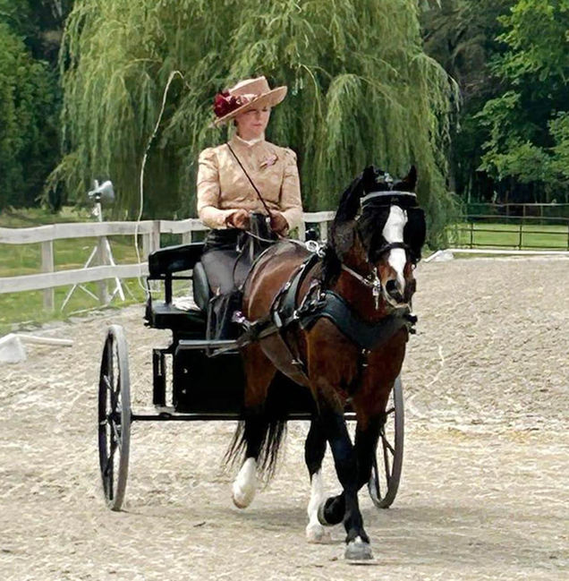 Gwyn son, Supreme Champion Alvesta Brenin Arthur, out of Lianna L S Snow White. Owned by Monica Nelson in South Dakota.