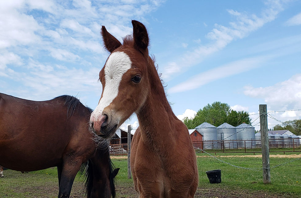 Spice's new colt - 2020