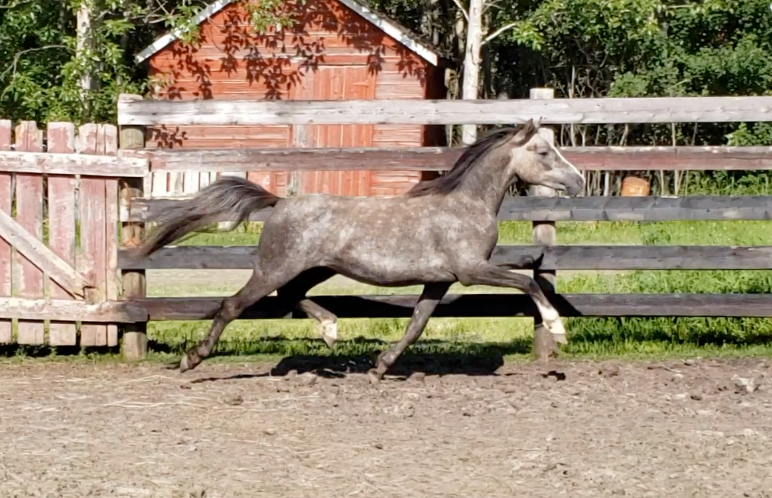 Alvesta Fflach_2 years old