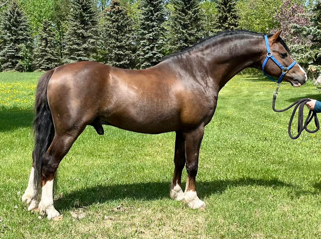 11-year-old Section B stallion, Thistledown Arctic Lore.