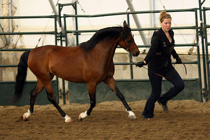 Alvesta Sweet N Spicy