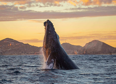 Los Cabos whale.jpg
