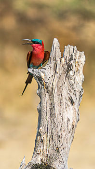 5 Jean-Luc _MG_1957.jpg