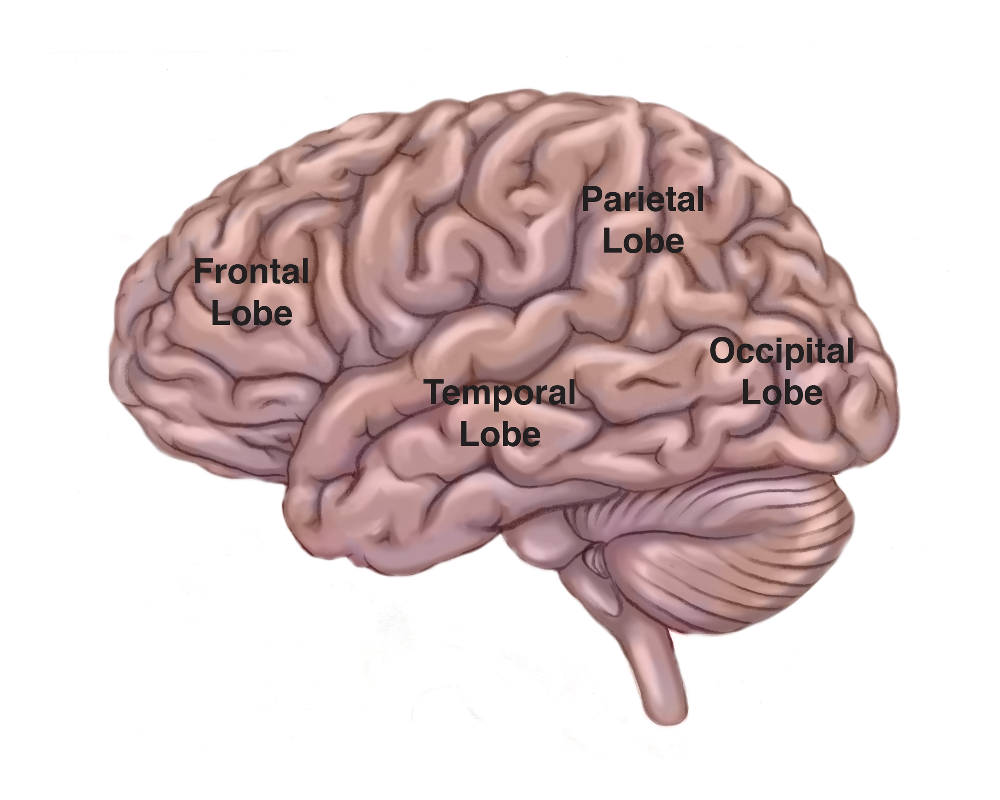 Cortex