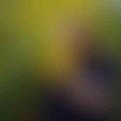 shelbyville, tn family photography with yellow flowers, lewisburg, tn family photographer, chapel hill family photographer, fall minis at henry horton state park, family photography in bell buckle