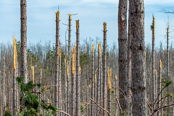 Remembering the northern Michigan ice storm, one-year later