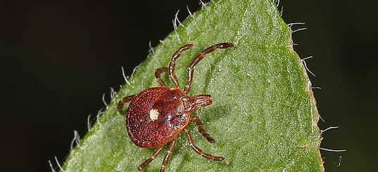 366_Lone_Star_Tick_-_Amblyomma_americanum,_Merrimac_Farm_Wildlife_Management_Area,_Aden,_V