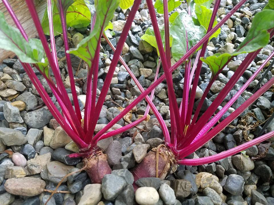 beets'.jpg