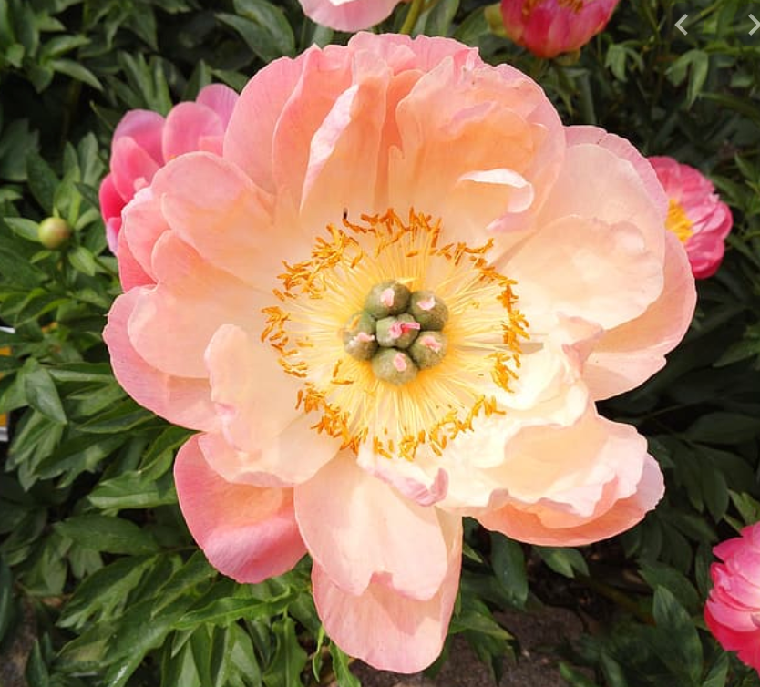 Thumbnail: Peony
