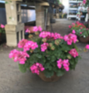 Zonal Geranium Hanging Basket