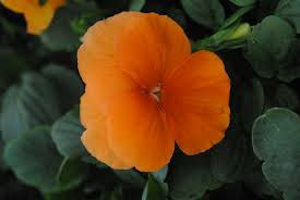 Thumbnail: Pansy
