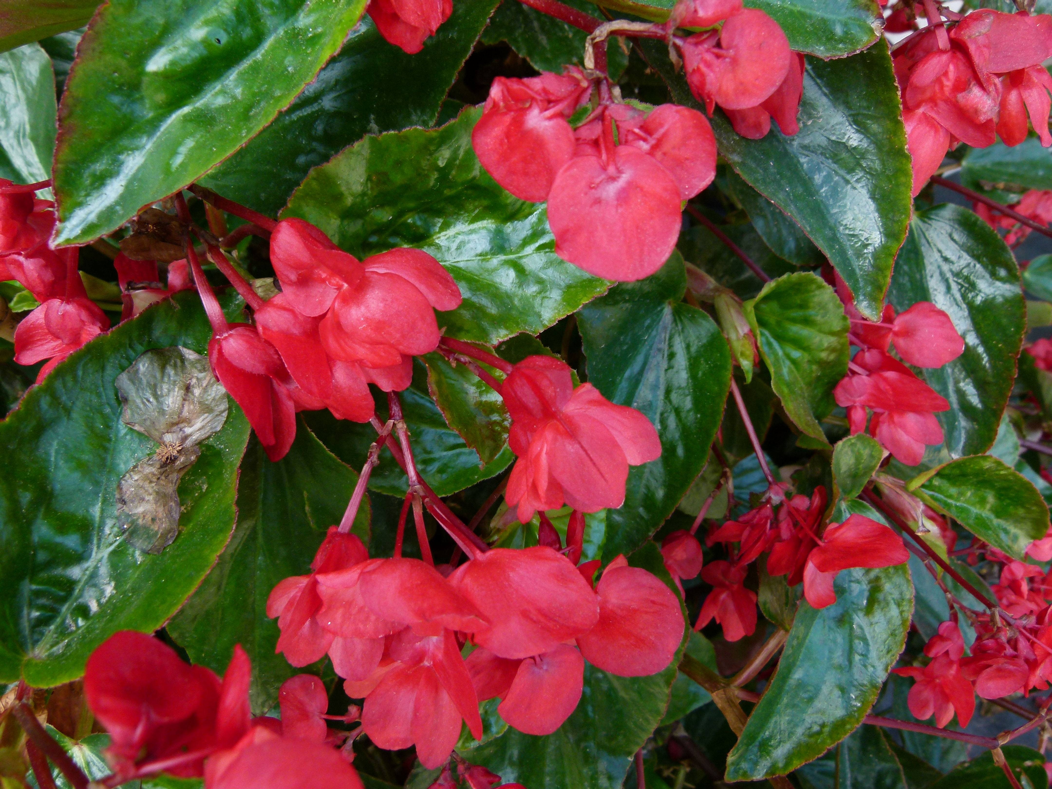 Dragon Wing™ Begonia