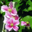 Thumbnail: Clematis