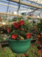 Thumbnail: Abutilon (Flowering Maple) Hanging Basket