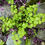 Thumbnail: Lysimachia (Creeping Jenny)