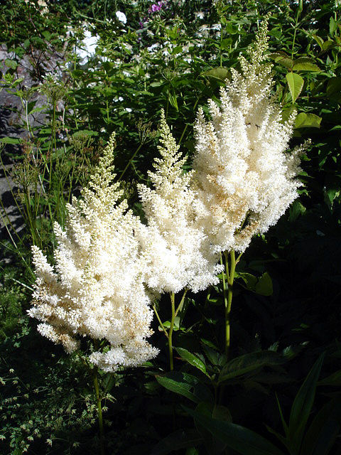 Thumbnail: Astilbe