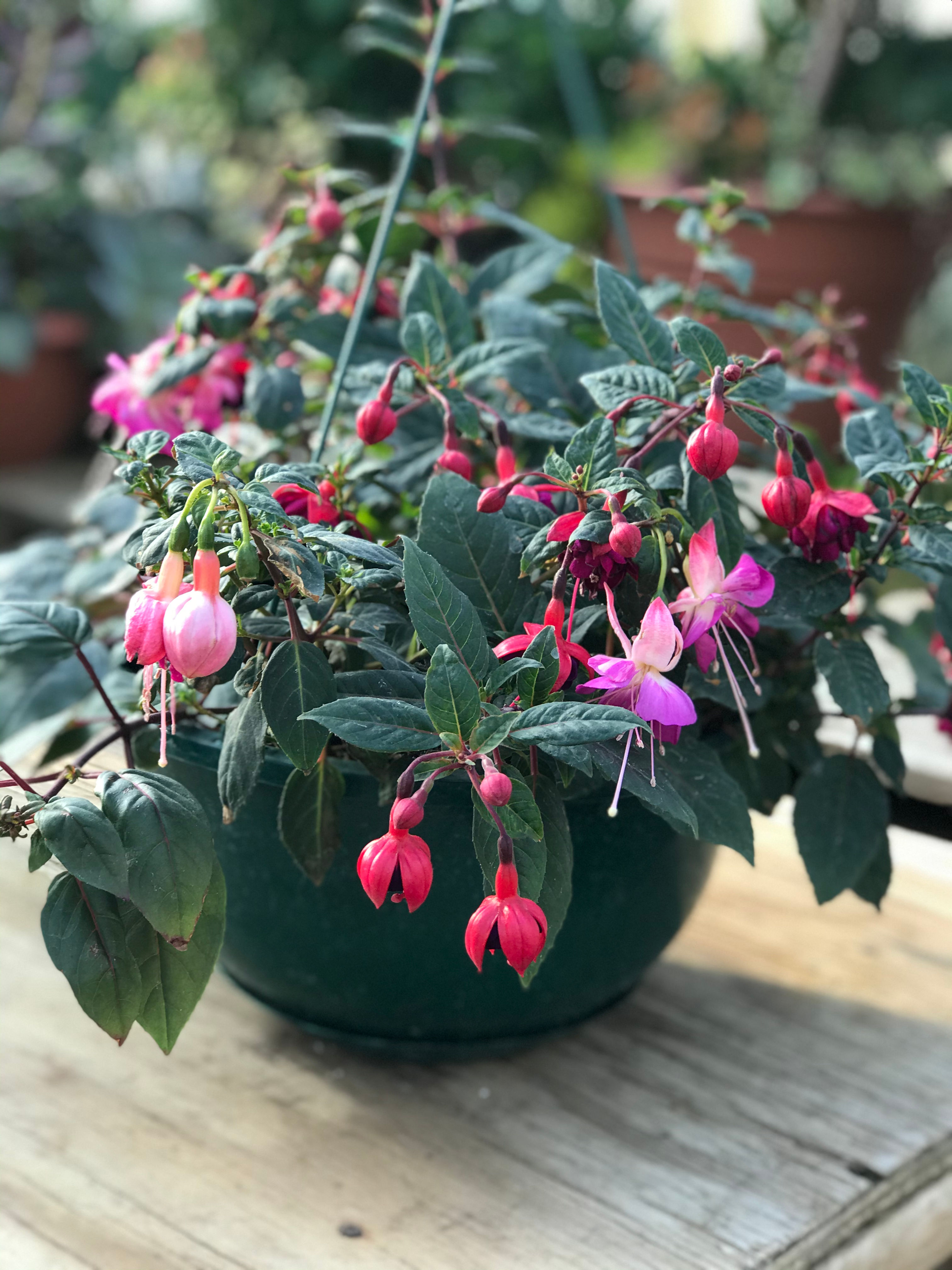 Fuchsia Hanging Basket