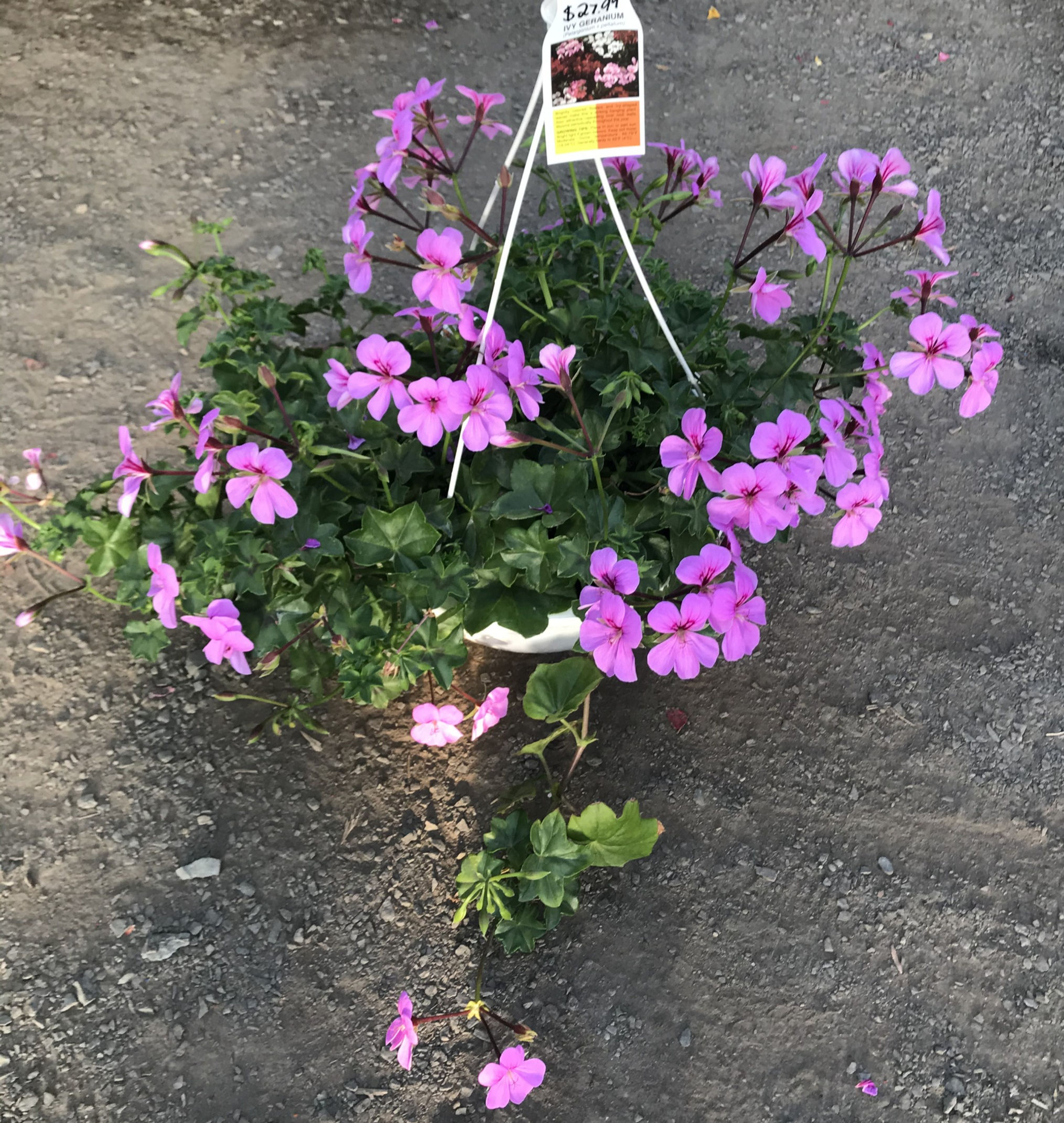 Ivy Geranium Hanging Basket