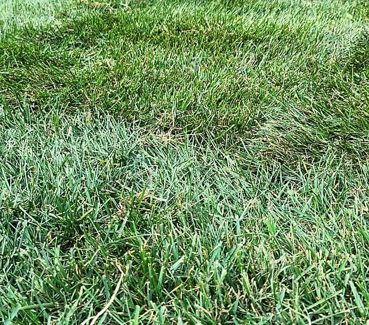 sod installation15.jpg