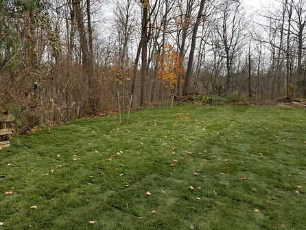 sodding in fall.jpeg