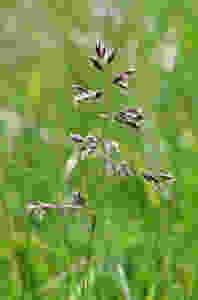 kentucky bluegrass flower head
