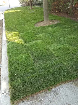 Sodding In Richmond Hill Richmond Hill Green Warriors Landscaping