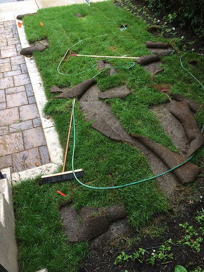 racoons are digging new sod.jpeg
